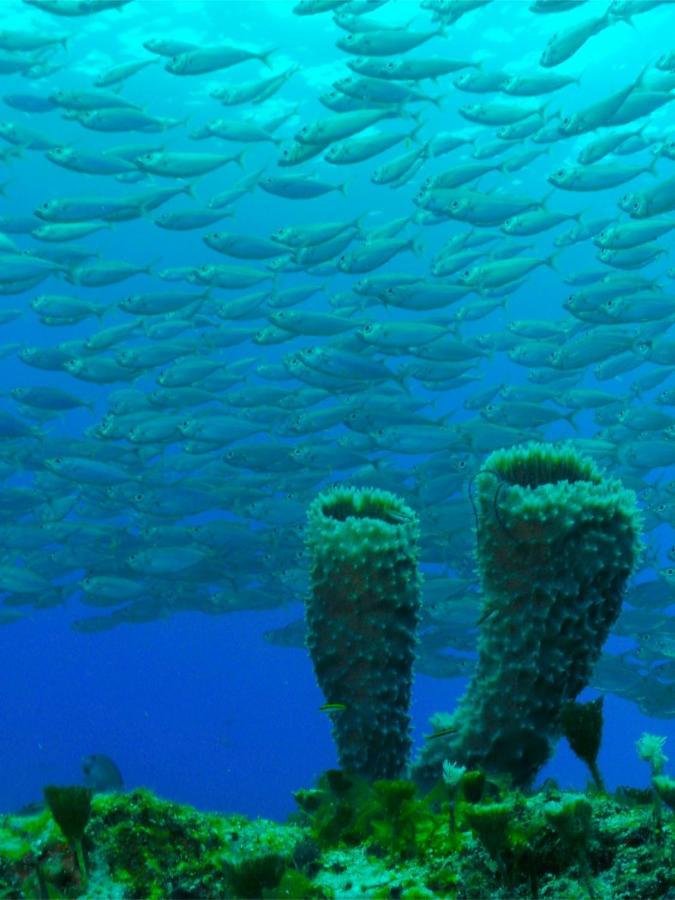 El Cozumeleno Beach Resort Eksteriør billede